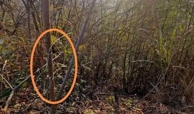 湖北陽(yáng)新縣通報(bào)一村民觸電死亡事故